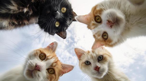 集まってこちらを見つめる四匹の猫たち 集まってこちらを見つめる四匹の猫たちの写真