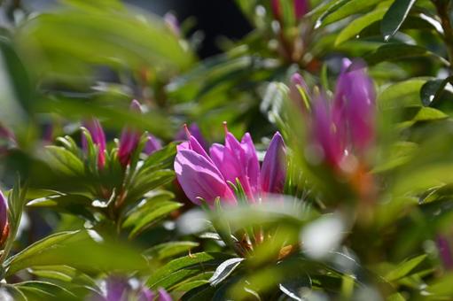 Satsuki flowers, blurred front, JPG