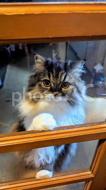 おてんば娘 猫,ねこ,ネコの写真素材