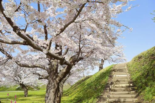 五稜郭公園の桜 ソメイヨシノ,染井吉野,五稜郭の写真素材