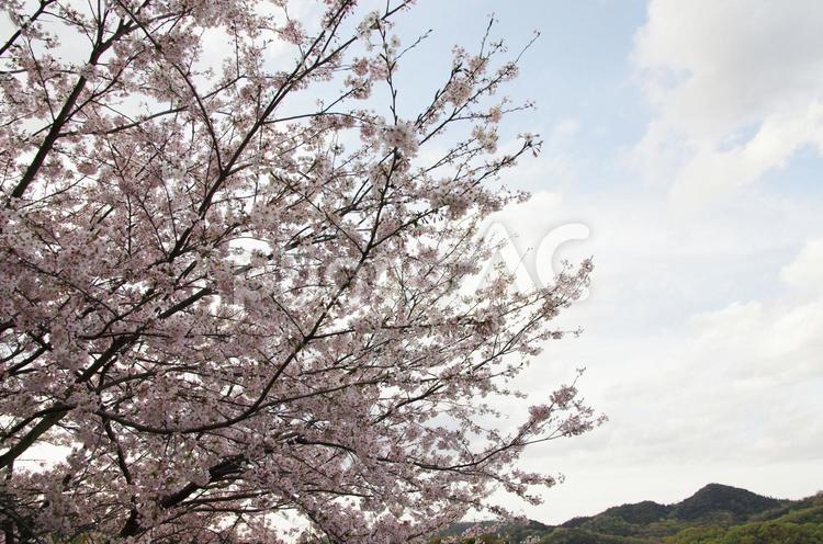 桜の木 4月,さくら,サクラの写真素材