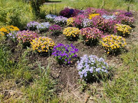 花畑見つけたよ 花畑見つけたよの写真