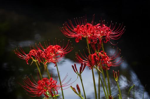 彼岸花(2025)1 彼岸花(2025)1の写真