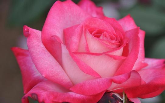 華3 華3 バラ,薔薇,バラ科の写真素材