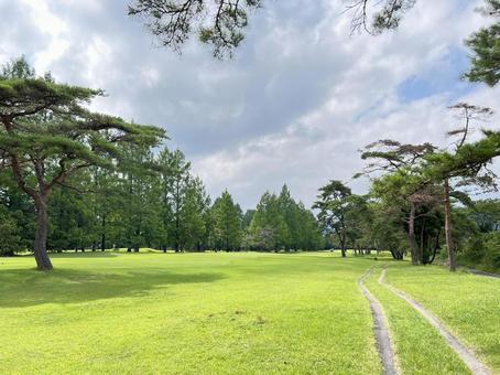 緑豊かなゴルフ場のフェアウェイと松の木 緑豊かなゴルフ場のフェアウェイと松の木の写真