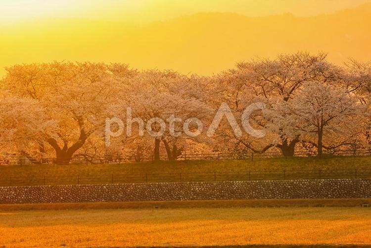 朝焼けの富山県のあさひ舟川の桜 朝焼け,富山県,あさひ舟川の写真素材