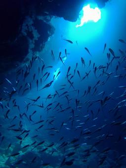 海中の戯れ 海中の戯れの写真