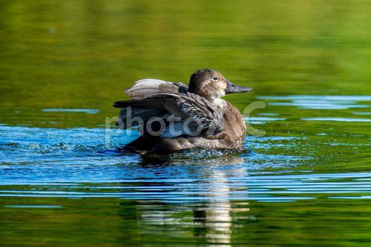 池で羽ばたくホシハジロのメス ホシハジロ,鴨,野鳥の写真素材