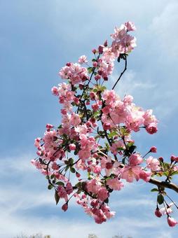 八重桜(カンザン)の写真