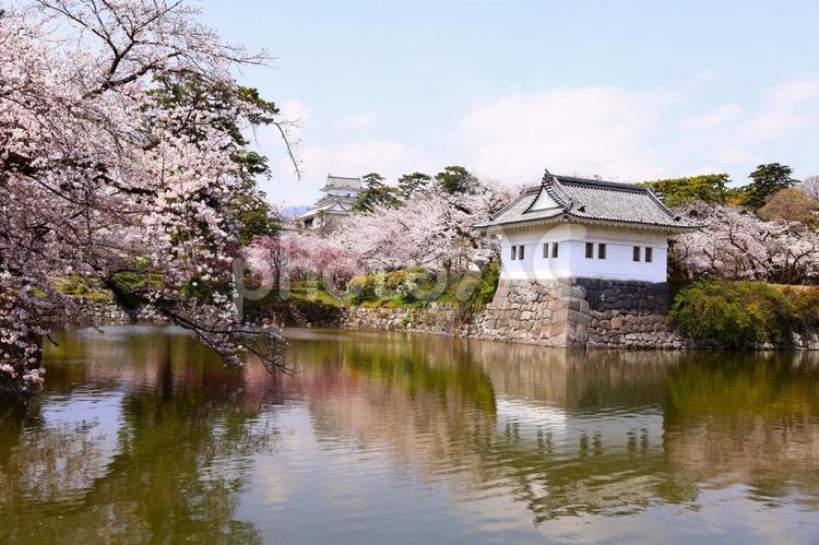 小田原城のお堀に映る桜満開の春景色 小田原城,桜満開,ソメイヨシノの写真素材