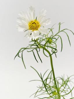 白色のコスモスの花 白色のコスモスの花の写真