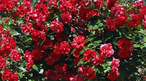 ばらの花 ばらの花の写真