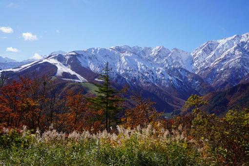 白馬の紅葉 山,自然,風景の写真素材