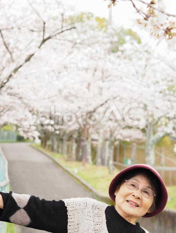 桜咲く春の運動公園で散策する高齢女性 女性,高齢者,シニアの写真素材