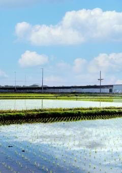 田園風景 田園風景 田んぼ,水田,田植えの写真素材