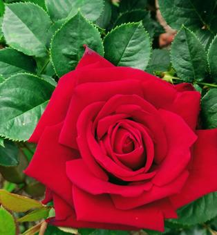 バラ 薔薇 バラ 薔薇の写真