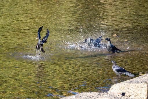 カラスの水浴び⑺ カラスの水浴び⑺ 鳥,野鳥,カラスの写真素材