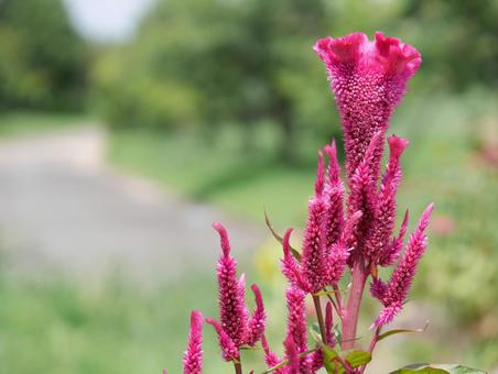花の写真*ケイトウ 花の写真*ケイトウの写真