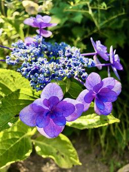Starry Hydrangea, JPG Starry Hydrangea, JPG