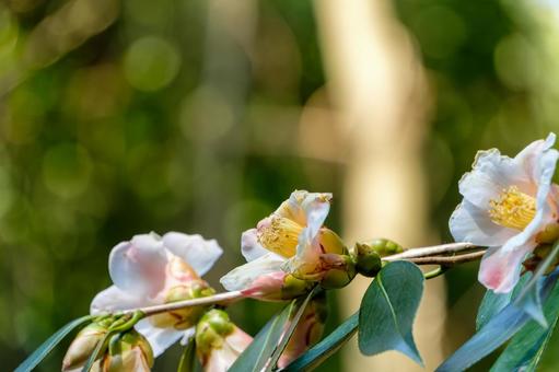 春の訪れを告げる椿の花 春の訪れを告げる椿の花 椿,花,3月の写真素材