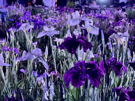夜の堀切菖蒲園 ライトアップされる花菖蒲 夜の堀切菖蒲園 ライトアップされる花菖蒲の写真
