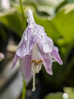ギボウシの花 ギボウシの花の写真