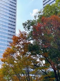 オフィス街の高層ビルと紅葉 紅葉,ビル,秋の写真素材