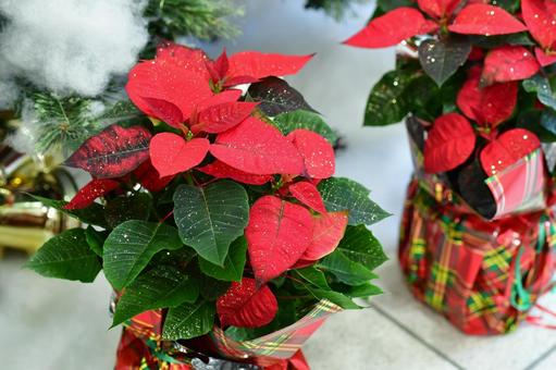 ポインセチア ポインセチア,フラワー,きれいの写真素材