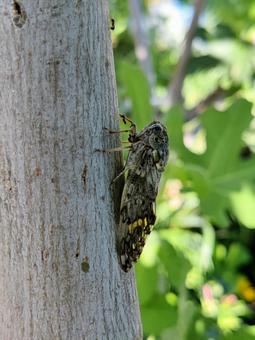 樹木に止まるアブラゼミの姿 アブラゼミ,蝉,セミの写真素材