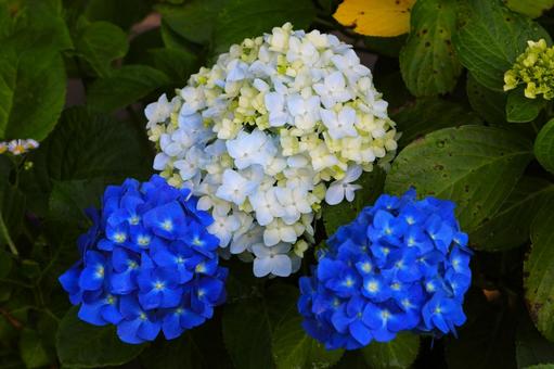 アジサイ41(横浜市内にて) アジサイ,花,梅雨時の写真素材