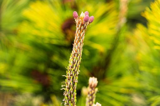Photo, loose, bud, sprout, 