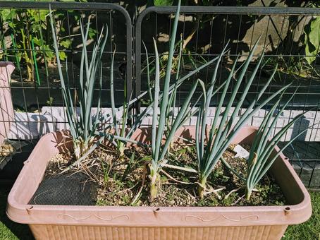 家庭菜園のネギ 家庭菜園のネギ ネギ,プラント,野菜作りの写真素材
