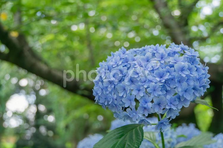 花の丘農林公苑のアジサイ 紫陽花,梅雨,ブルーの写真素材