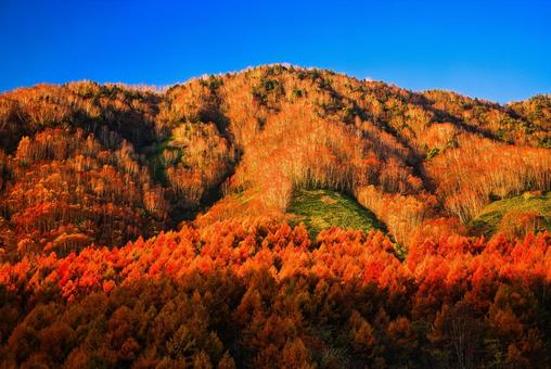 紅葉の北アルプスの常念岳の東尾根 紅葉,秋,北アルプスの写真素材