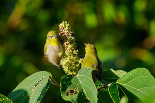 メジロ⒃ メジロ⒃ メジロ,小鳥,野鳥の写真素材