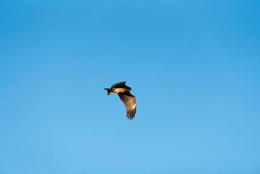 大空を優雅に舞うトビ 大空を優雅に舞うトビの写真