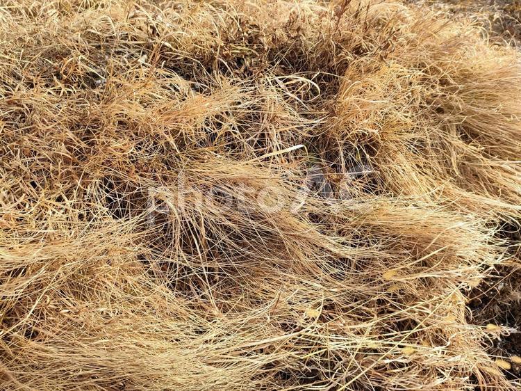 枯れた草が広がる冬の自然の風景 枯れ草,植物,秋の写真素材