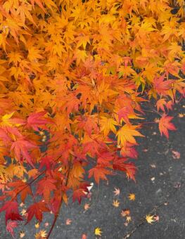 秋色のカーペット、落ち葉が彩る小道 落ち葉,紅葉,もみじの写真素材