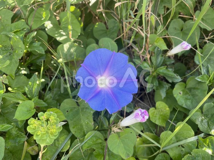 沖縄県残波岬ビーチに咲くさつまいも属の花 花,多年草,自然の写真素材