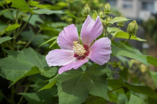 Rose of Sharon, JPG