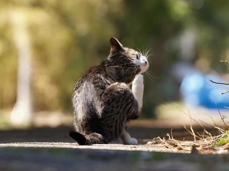 子猫の仕草 子猫の仕草 猫,ねこ,ネコの写真素材