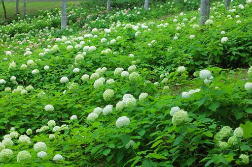 花模様ーアジサイーアナベル 花模様ーアジサイーアナベルの写真
