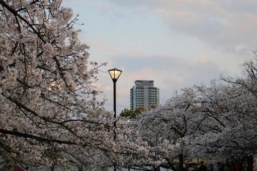 桜 桜の写真