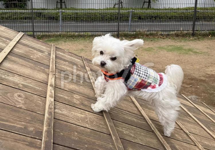 ドッグランで遊ぶ犬 犬,駆け登る,マルチーズの写真素材