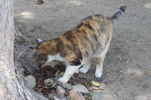 ねこ ねこ にゃんこ,可愛い,野良猫の写真素材