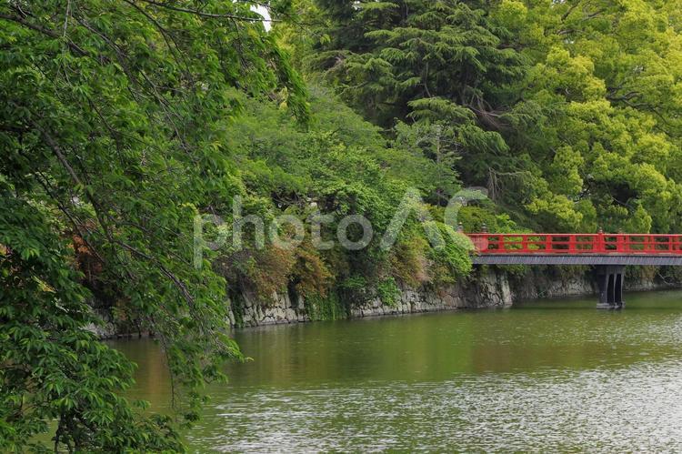 小田原城の堀に架かる朱塗りの橋 橋,小田原城,堀の写真素材