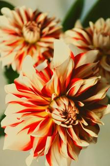 花 花の写真
