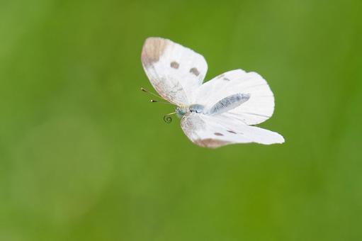 ひらひらと羽ばたくモンシロチョウ ひらひらと羽ばたくモンシロチョウの写真