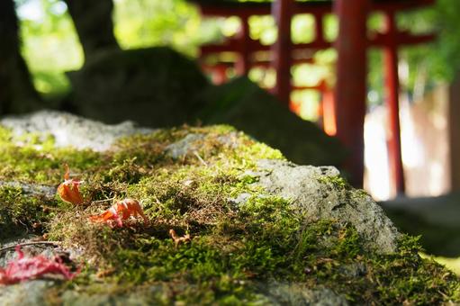 苔と鳥居 苔と鳥居の写真