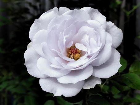 ベランダのバラ・ポルトブルー バラ,薔薇,ポルトブルーの写真素材